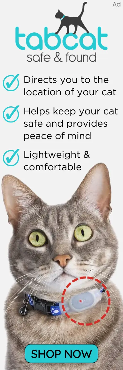 View of How to Help a Cat Lose Weight | Effective Weight Loss Plan
